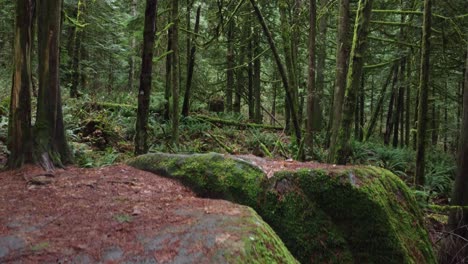 Jib-Reveal-shot-of-a-green-forest-from-behind-a-mossy-rock-boulder