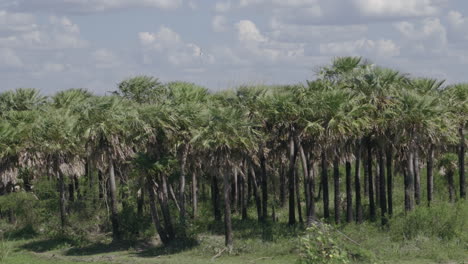 Gimbal-shot-of-palm-trees-swaying-in-wind-in-sunny-day