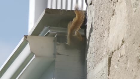 Paar-Rote-Eichhörnchen,-Die-In-Das-Loch-Eines-Hauses-Kriechen