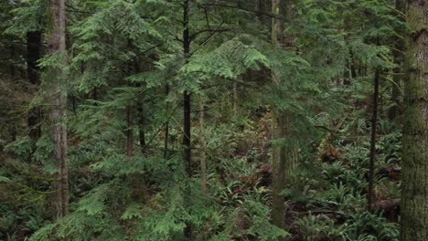 Bosque-Montañoso-Dañado-Debido-A-Deslizamientos-De-Tierra-Después-De-Lluvias-Extremas-En-Abbotsford,-Columbia-Británica,-Canadá