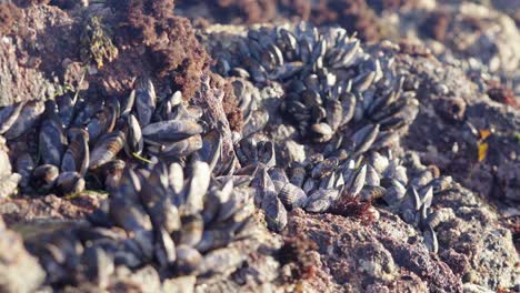 Mussels-On-Tide-Pool-Rocks-At-Low-Tide