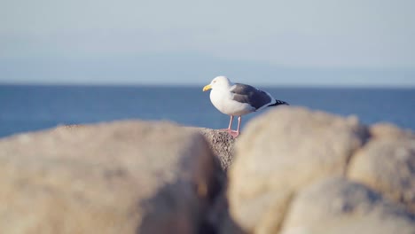 Seagull-looking-for-food-near-large-rocks-on-the-sea-slope
