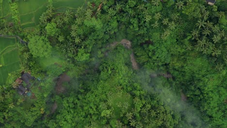 Above-tropical-natural-green-jungle-with-small-creek,-aerial