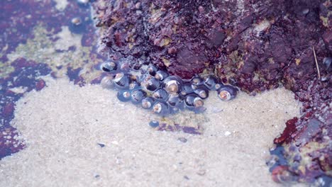 A-cluster-of-sea-snails-in-a-shallow-tidal-pool-in-the-coastal-intertidal-zone