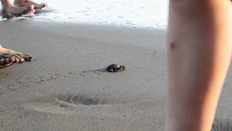 Baby-Schildkröte-An-Einem-Strand-In-Costa-Rica-Auf-Dem-Weg-Zum-Pazifischen-Ozean