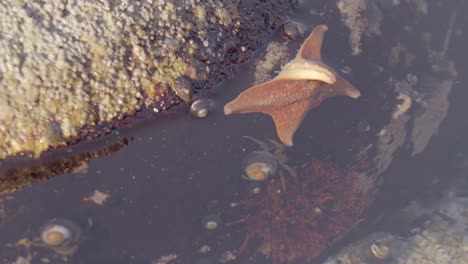 Starfish-and-hermit-craps-trapped-in-the-same-tidal-pool-during-low-tide