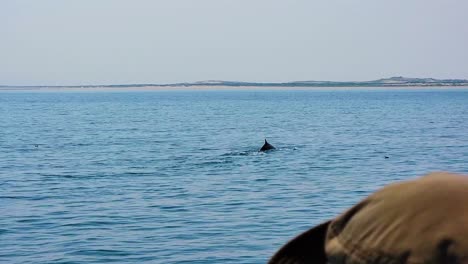 Finnwal-Durchbricht-Die-Oberfläche,-Während-Er-Im-Meer-Schwimmt,-Und-Eine-Person-In-Einem-Boot-Sieht-Zu,-Wie-Er-In-Den-Blauen-Ozean-Taucht