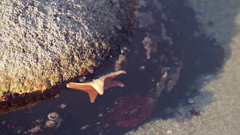 As-a-starfish-moves-along-the-side-of-a-rock-in-a-tide-pool,-hermit-crabs-crawl-in-the-shallow-water