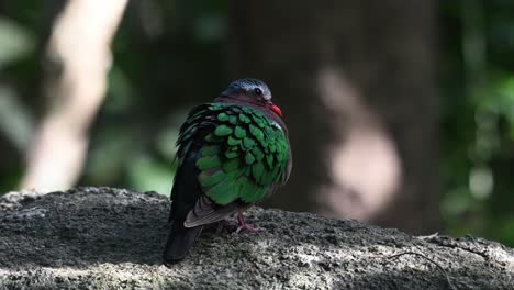 Common-Emerald-Dove,-Chalcophaps-indica-seen-perched-on-a-rock-in-the-forest-as-it-looks-to-the-right-puffing-its-wings-as-seen-from-its-back-in-Chonburi,-Thailand