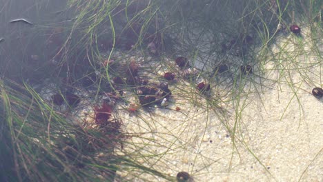 Dozens-of-hermit-crabs-trapped-along-the-shoreline-in-a-shallow-tide-pool