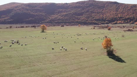 Herd-of-sheep-in-Croatia-countryside-grazing-on-open-field,-aerial