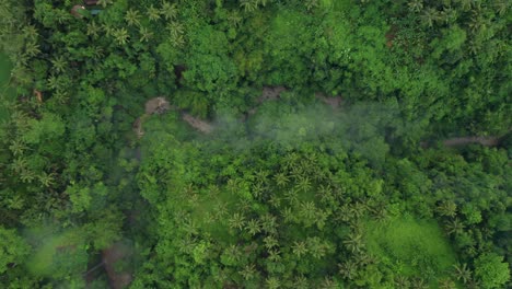 Dense-tropical-jungle-on-river-bank-in-valley-in-Indonesia,-light-fog,-top-down