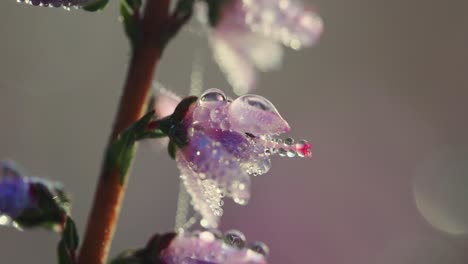 Regentropfen,-Die-Mit-Einer-Makroaufnahme-Auf-Einer-Violetten-Blume-Entdeckt-Wurden