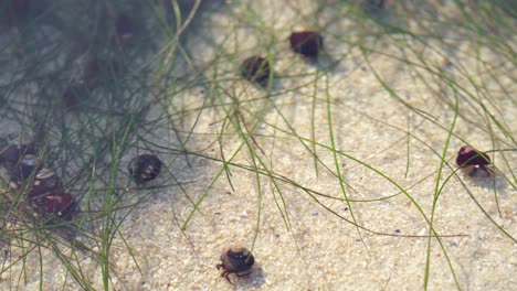 Many-tiny-hermit-crabs-in-a-tidal-pool-at-low-tide-crawling-in-the-sand