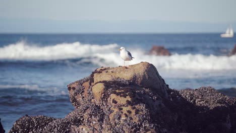 Seagull-on-rock-looking-for-food