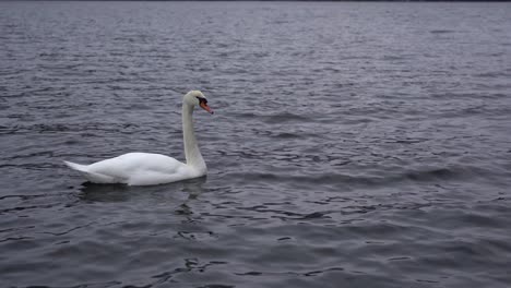 One-mute-swan-drinking-seawater-while-swimming-into-frame-from-left-and-two-more-swans-coming-in-from-right---Wild-swans-in-remote-Norwegian-fjord-during-winter---Static