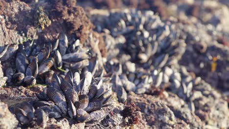 At-low-tide,-mussels-cluster-together-to-reduce-individual-exposure-to-sunlight