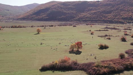 Large-herd-of-sheep-in-open-field-valley-in-rural-Croatia,-sunny-day,-aerial