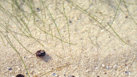 A-tiny-hermit-crab-crawling-along-the-sand-in-a-shallow-tidal-pool