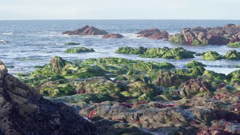 Large-amount-of-algae-on-the-rock