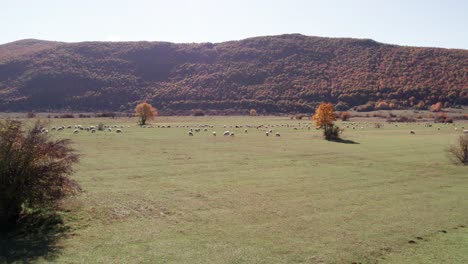 Weiße-Schafe-Im-Ländlichen-Tal-Mit-Berghintergrund,-Die-Auf-Der-Wiese-Weiden,-Antenne