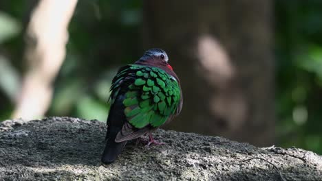 Common-Emerald-Dove,-Chalcophaps-indica-perched-on-a-rock-during-the-morning-as-it-looks-over-its-shoulder-looking-to-the-right,-seen-from-its-back-in-a-forest-in-Thailand