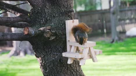A-cute-squirrel-sniffs-for-food-on-a-small-squirrel-picnic-table-feeder-up-in-an-evergreen-tree