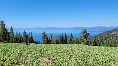 Lush-Green-Hills-And-Forest-With-Lake-Tahoe-And-Blue-Sky-In-The-Distance-At-Summer