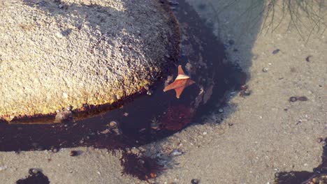 A-starfish-and-hermit-crab-in-a-tide-pool-along-the-Pacific-Ocean-coast