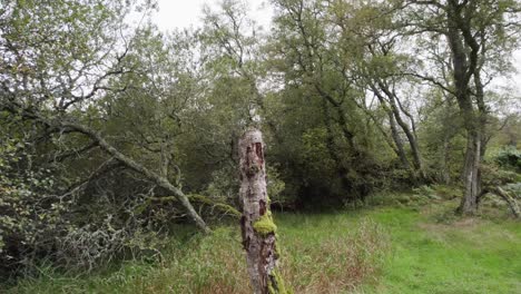Drohnenaufnahmen-Aus-Der-Luft,-Die-Zwischen-Bäumen-über-Eine-Wiese-In-Richtung-Einer-Toten-Silberbirke-Fliegen,-Die-Mit-Moos-Und-Pilzen-Bedeckt-Ist,-Während-Blätter-Im-Wind-Fallen---Muir-Of-Dinnet-Nature-Reserve,-Schottland
