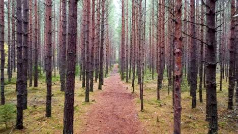 Walking-path-in-wild-pine-tree-forest-during-autumn-in-Estonia