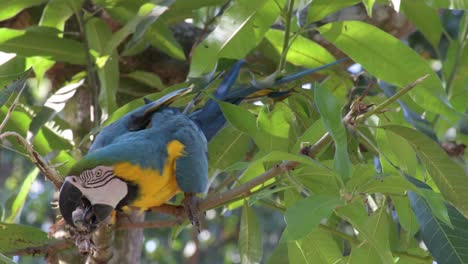 Blue-and-yellow-domesticated-macaw-in-a-tree-biting-a-branch-in-San-Gil,-Santander,-Colombia