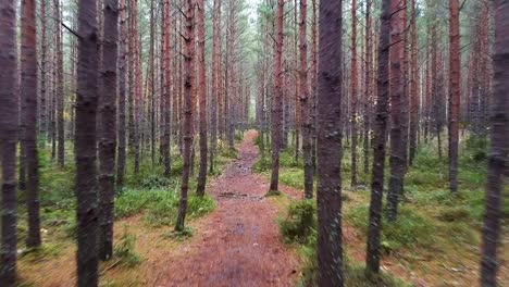 Moving-fast-along-a-wild-pine-tree-forest-path-in-Estonia-during-autumn