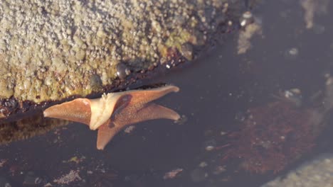 Starfish-and-hermit-crab-in-a-shallow-tidal-pool---starfish-using-hydraulic-tube-feet-to-move-along-a-rock