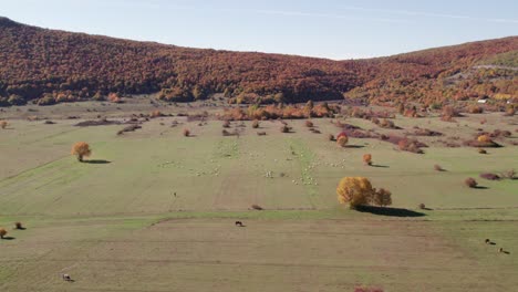 Countryside-in-Croatia-open-field-grass-valley-with-livestock,-aerial