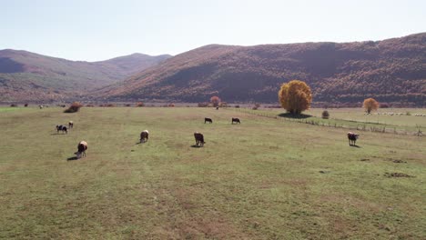 Herd-of-cows-peacefully-grazing-grass-in-rural-valley-in-Croatia,-aerial