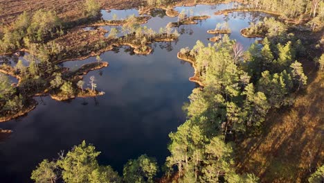 Aerial-drone-flying-backwards-above-dark-bog-lakes-in-Tolkuse-bog-during-sunset