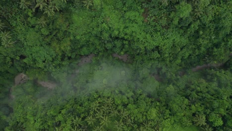 Lush-green-primeval-tropical-jungle-with-river-in-valley,-top-down-aerial