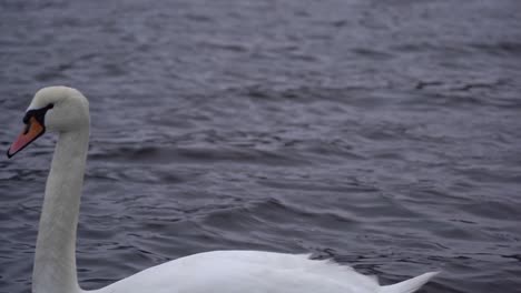 Beautiful-mute-swan-looking-into-camera-while-swimming-in-Norwegian-fjord-Veafjorden---Static-clip-with-head-in-focus-while-slowly-swimming-from-right-to-left