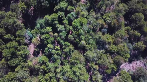 Beautiful-forest-shot-on-drone-top-down-view