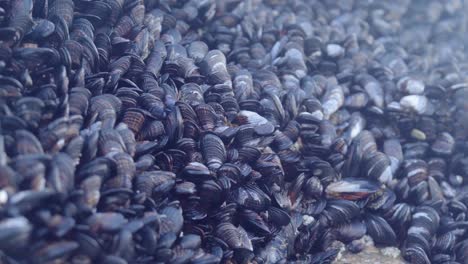 Piles-of-mussels-along-the-intertidal-zone-of-the-Pacific-Ocean---panning-view-of-millions-of-black-shells