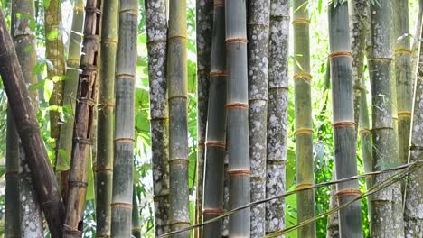 Large-trunks-of-a-bamboo-within-a-costa-Rican-rainforest-revealed-by-upwards-camera-tilt