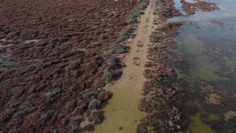 Aerial:-marsh-in-southern-France-with-a-forest-track-in-winter