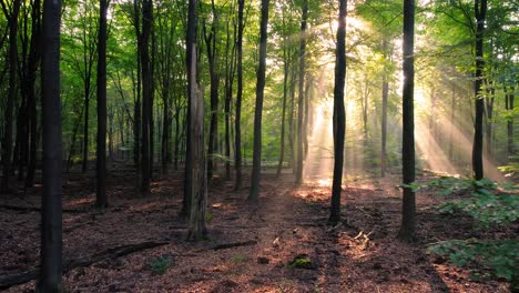 Schöner,-Leerer-Wald,-Sonnenlicht-Scheint-Durch-Die-Bäume,-Niederlande,-Rückseite