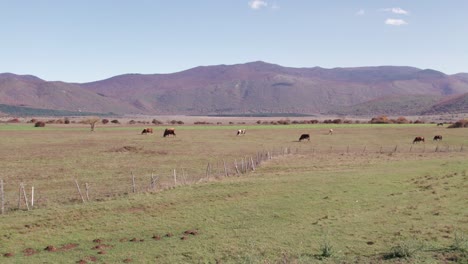 Vacas-Pastando-En-El-Campo-De-Hierba-En-El-Soleado-Campo-De-Croacia,-Antena