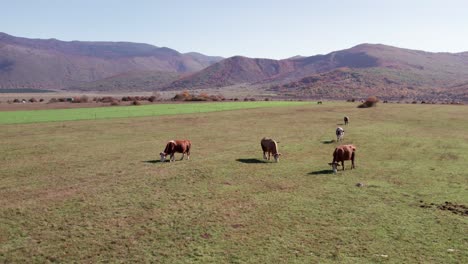 Brown-cows-grazing-in-grass-field-on-sunny-day,-mountain-background