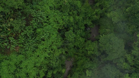 Thick-dense-green-jungle-of-Indonesia-with-river-valley,-aerial-top-down