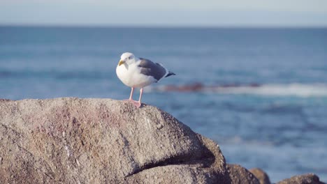 Seagull-on-rock-keeping-balance-during-winds