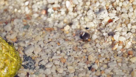 A-tiny-hermit-crap-almost-the-size-of-a-grain-of-sand-in-a-tidal-pool---macro-detail