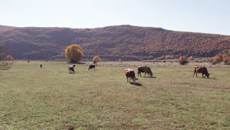 Cows-grazing-in-open-field-ranch-on-sunny-day,-hill-background,-aerial